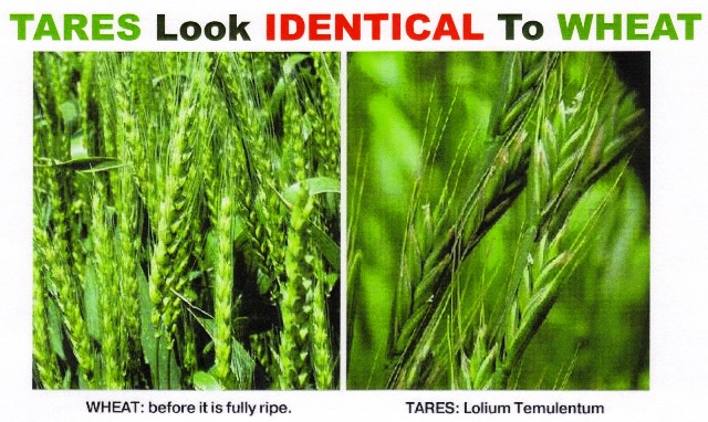 Image result for wheat and the tares pictures