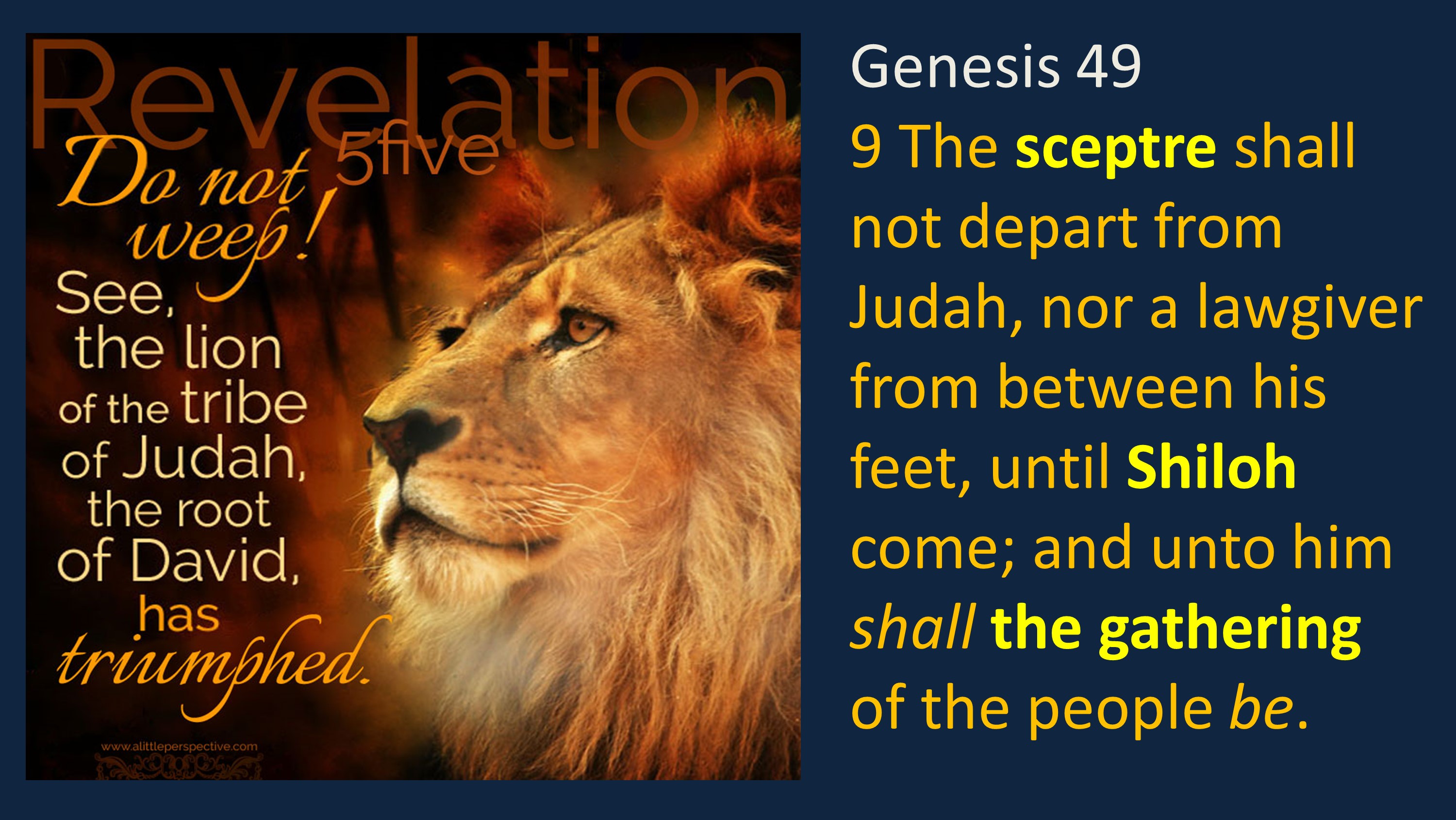 Judah Lion scepter Shiloh