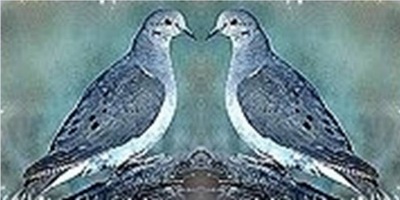 doves