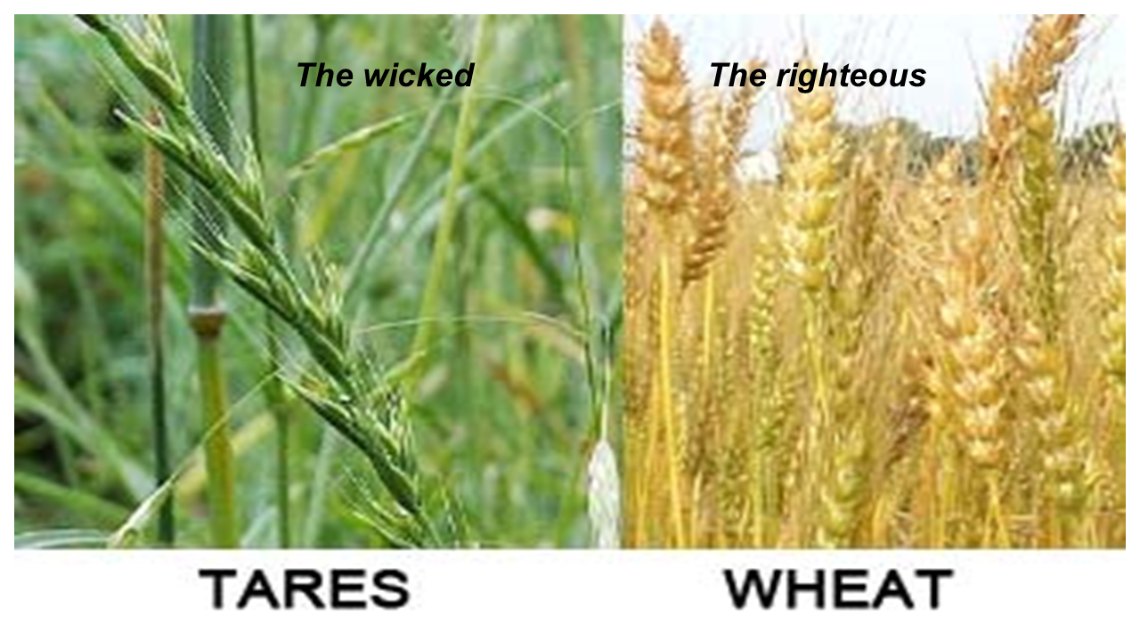 wheat and tares
