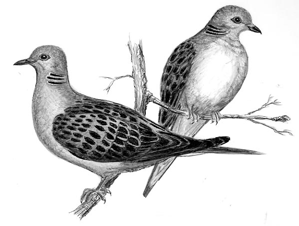 2 turtle doves